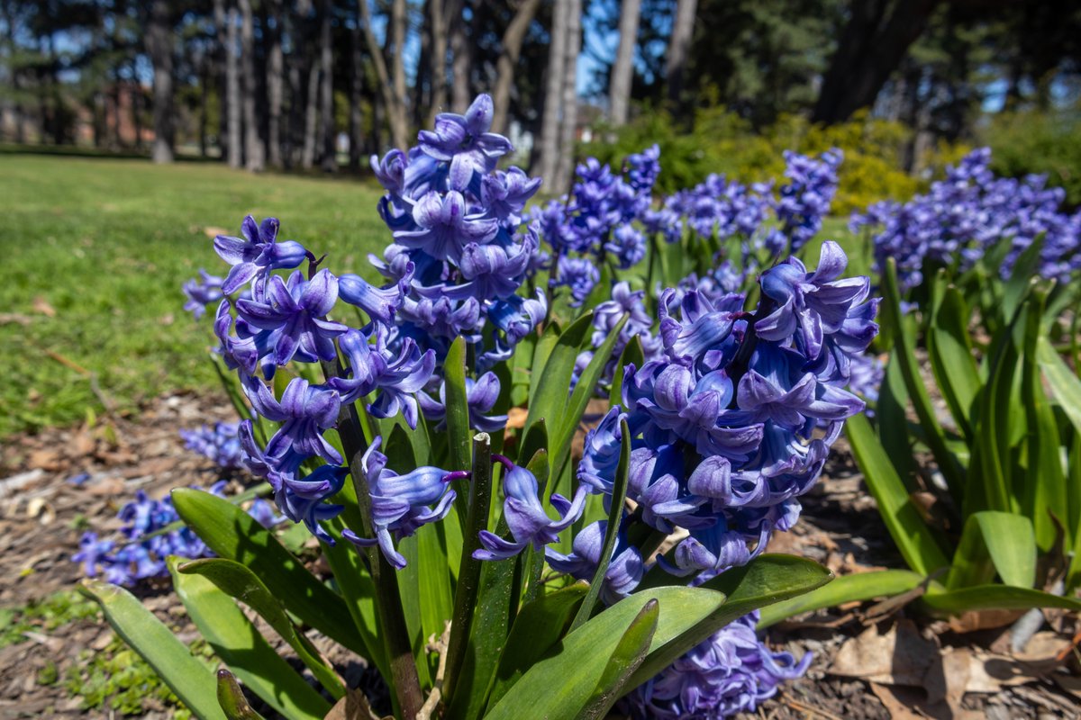 Hyacinth In The Park #photography #canon #hamilton #canonr10 #nature #hamont #spring2024 #plant #spring #gagepark #naturelover #hyacinth