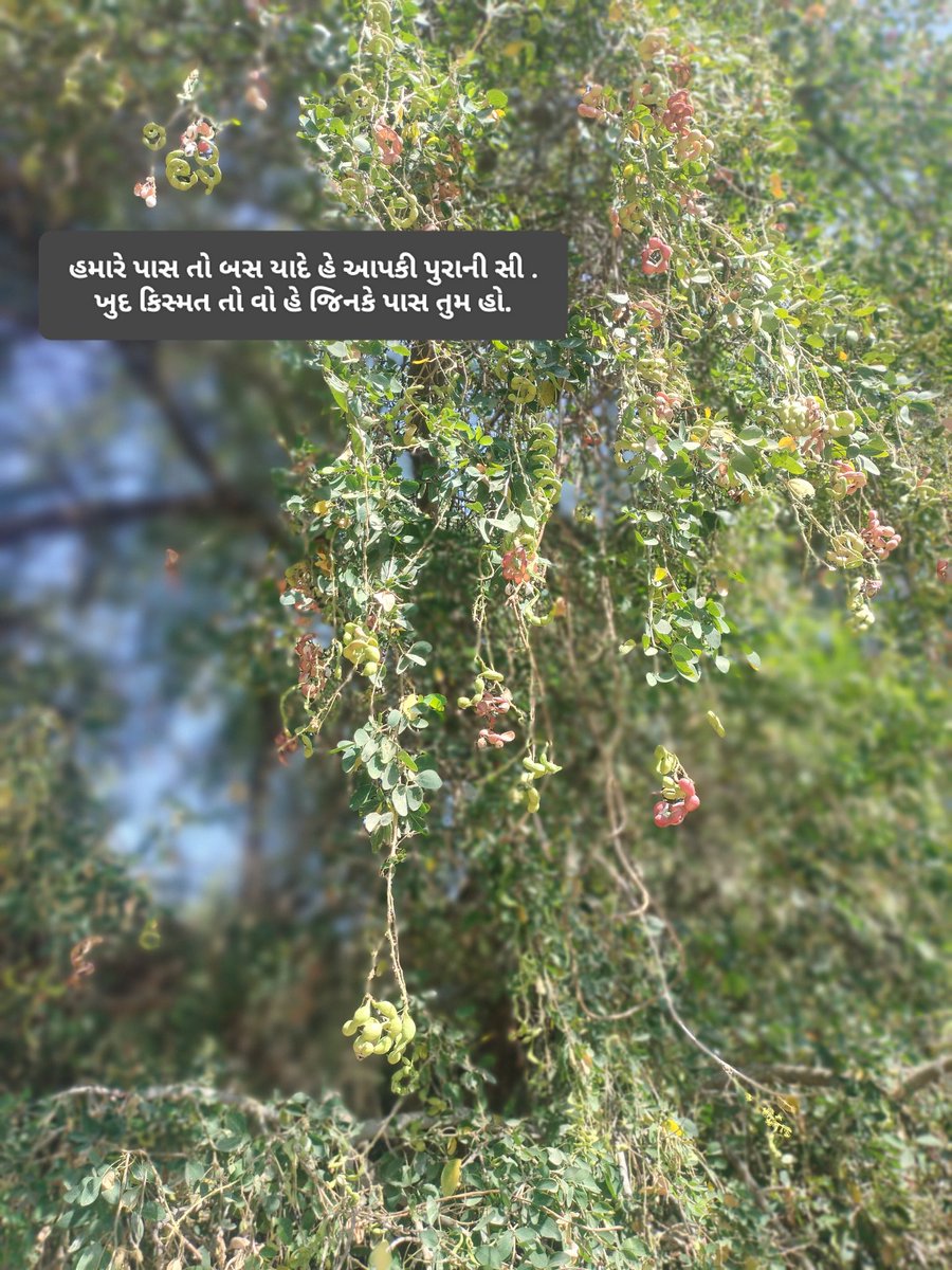 મધ દરિયે