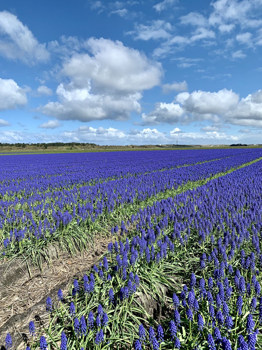 📸Petten

#MooiNederland🇳🇱