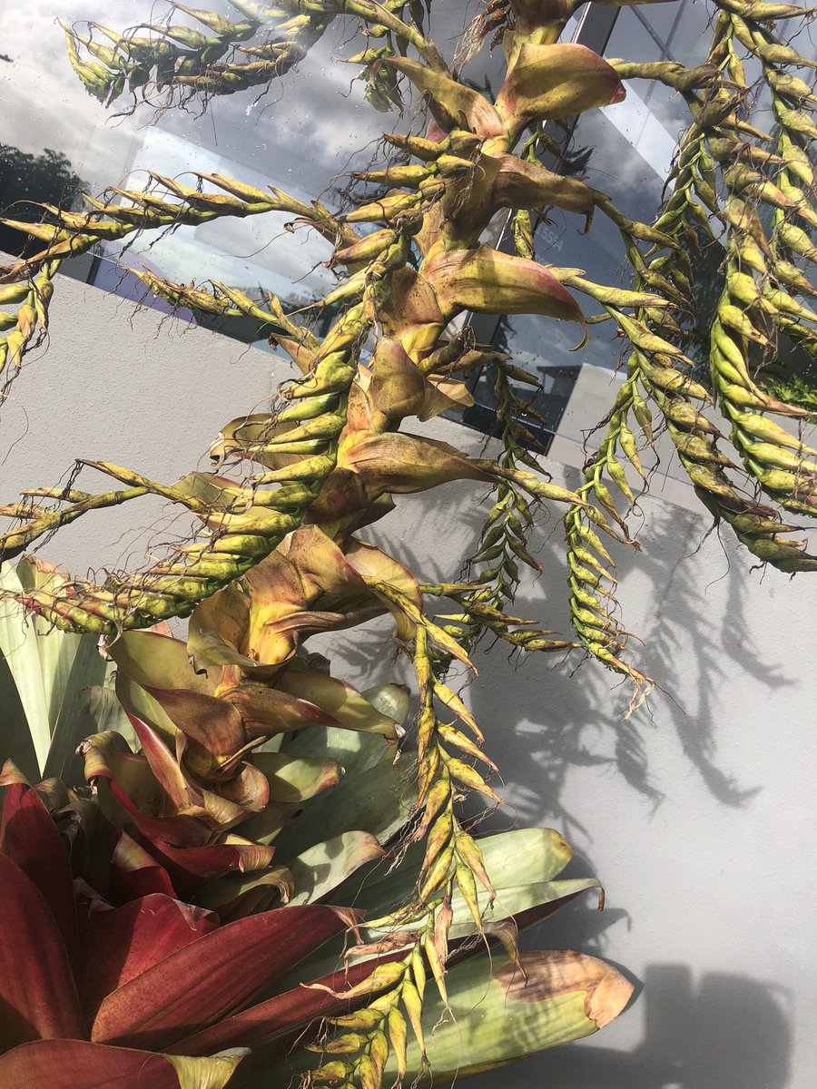 Bromeliad blooms my new floral obsession~ that structure and detail very insect like 🪲 #suburbanpicks #daily #nature #fix