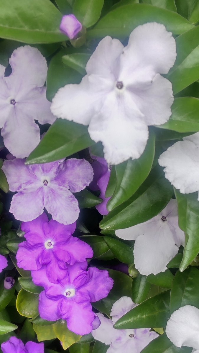 ず〜っとジャスミン（キンモクセイ科）の仲間だと思っていたのですが、ナス科植物だそうです。
匂(香り)があり蕃(外国)からの茉莉（ジャスミン類）というのが名前の由来だそう…やっぱりね（笑）
濃い紫から白へ花色が変わるので一本の木が華やかです。

#kmix_life
#kmix_flower
#ニオイバンマツリ