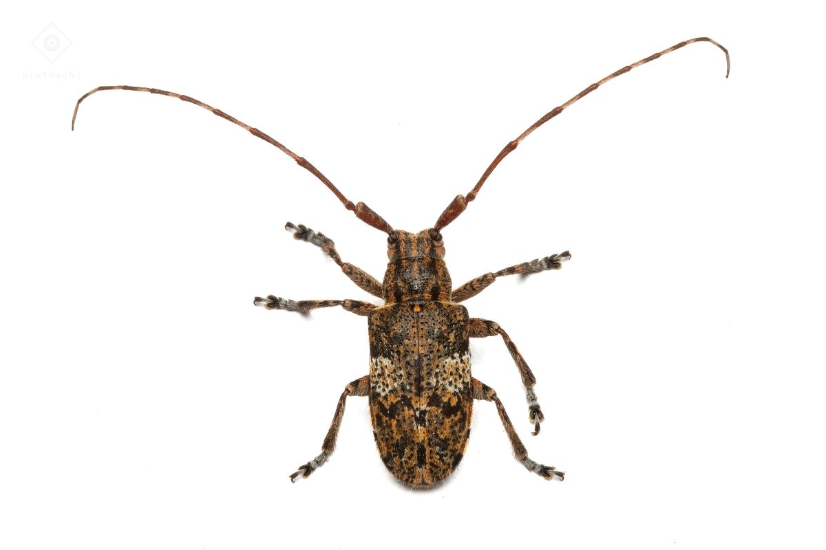 Mesosa nebulosa
Coleoptera: Cerambycidae