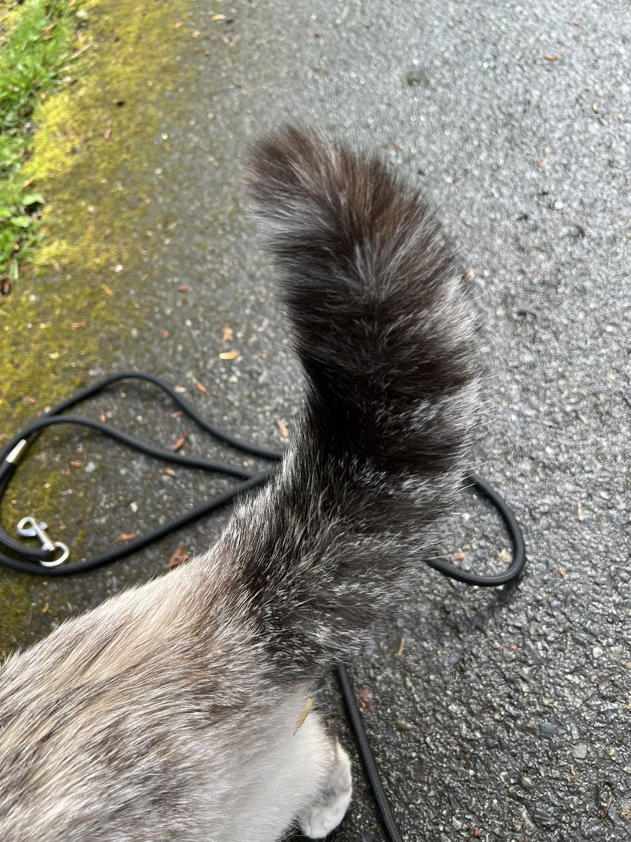 TheCatBall's tweet photo. The cat’s tail got activated! https://t.co/mzXqlWyuVR