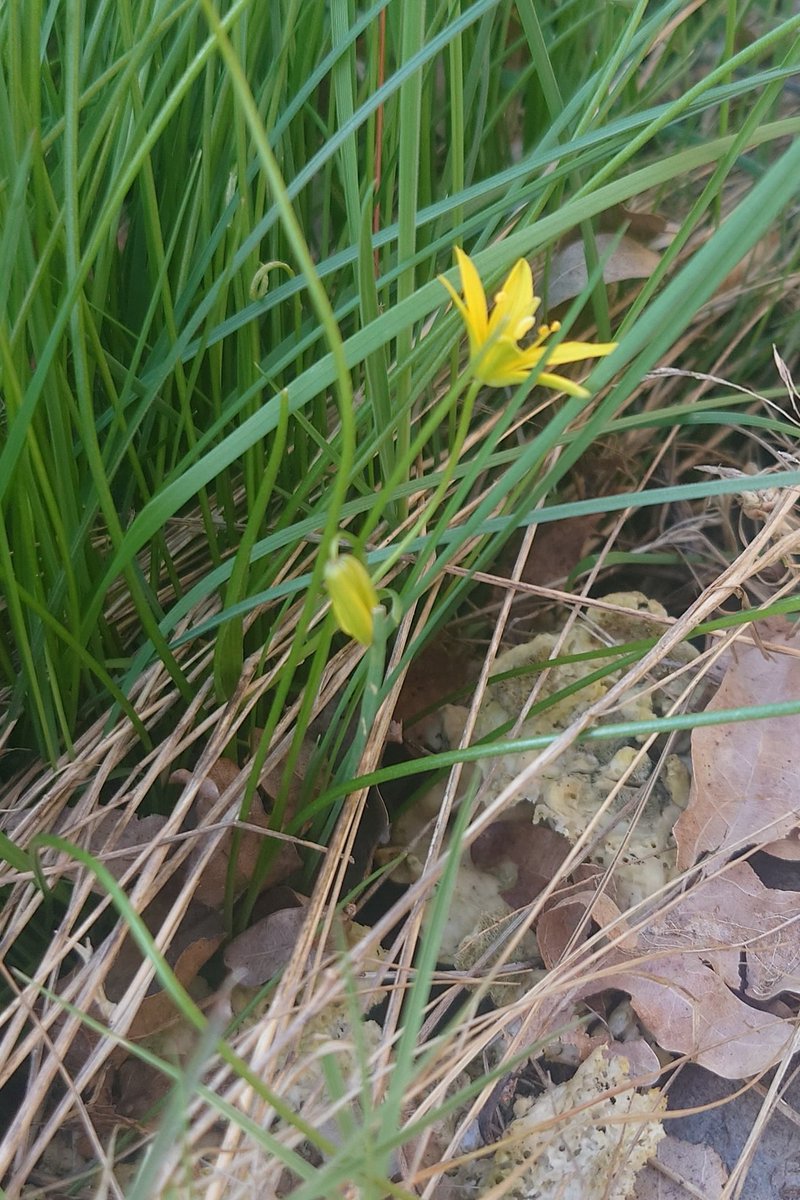 23 april: I ett undanskymt hörn i min trädgård växer dessa vårlökar. Det är lundvårlö, Gagea spathacea. Inte vanlig men växer kustnära längs södra Sverige 
#biolgiskmångfald