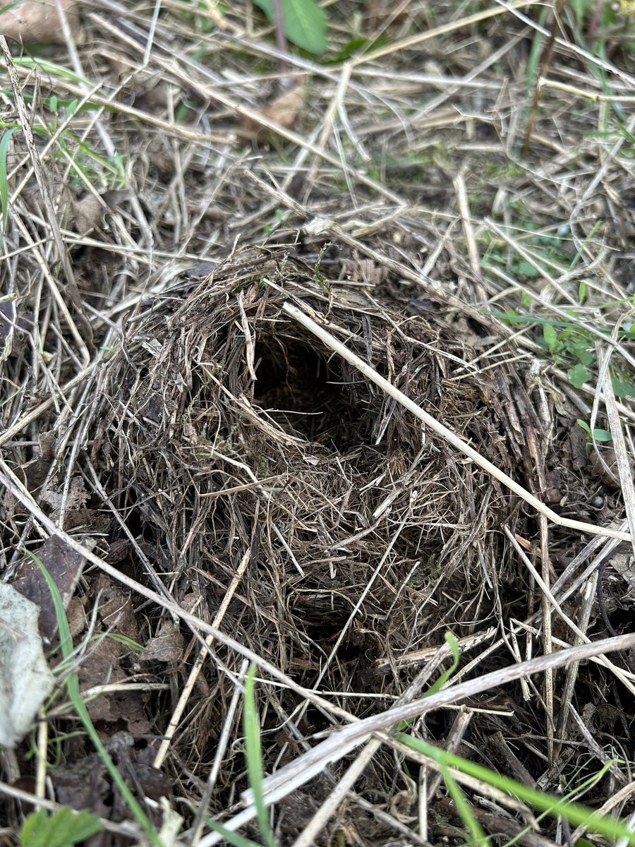 My life might be dominated by @_BTO BBS surveys & #peat currently but this week my highlights were all mammalian: field mouse nest and a slumbering #Hedgehog (found on a bramble field Margin). Spot the prickles!! @Mammal_Society #mammalweek @PinemartensUK