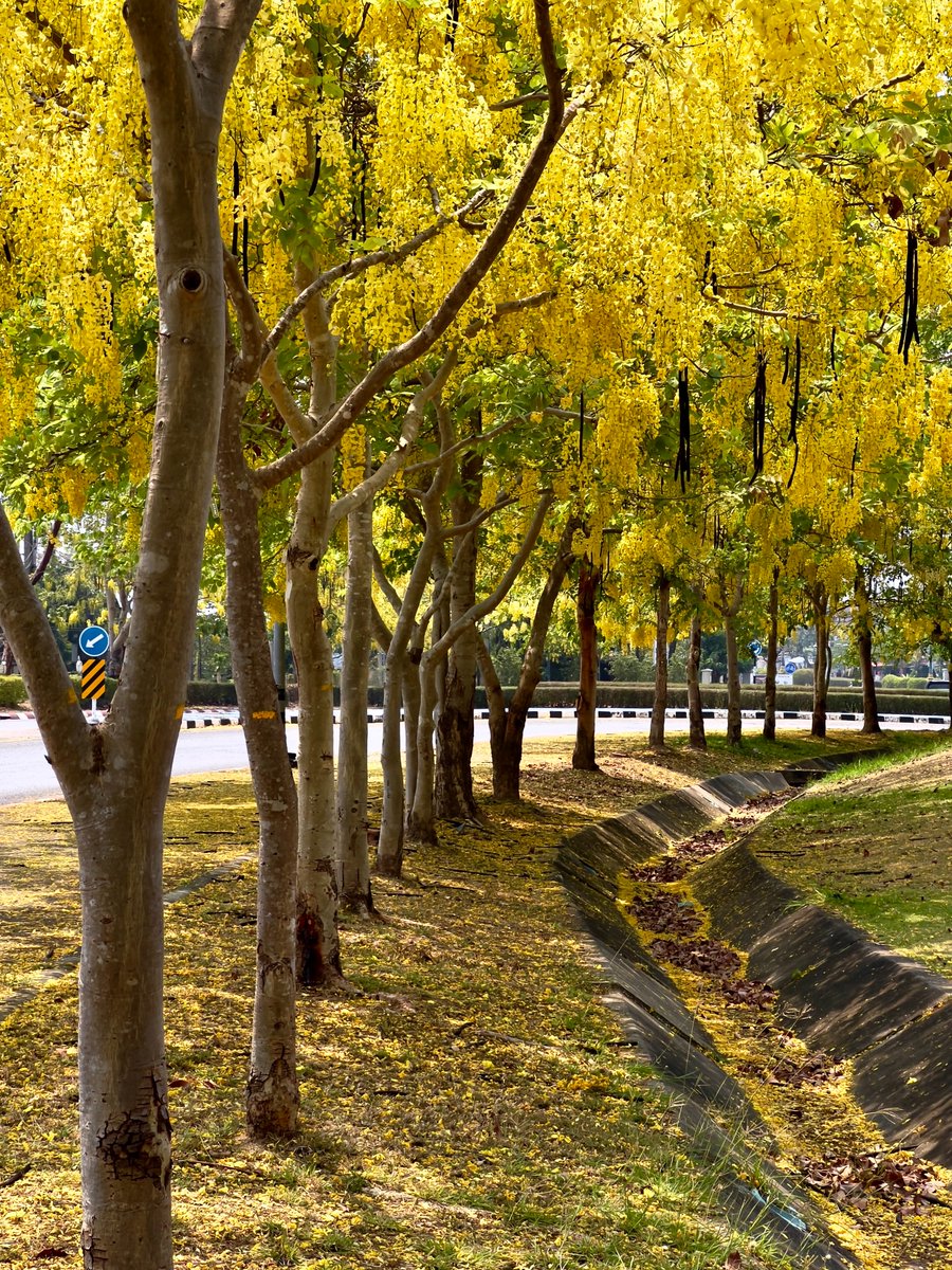 Ratcha Phruek trees are in bloom (Cassia fistula). These are known as the King's tree. #LifeInAThaiForest