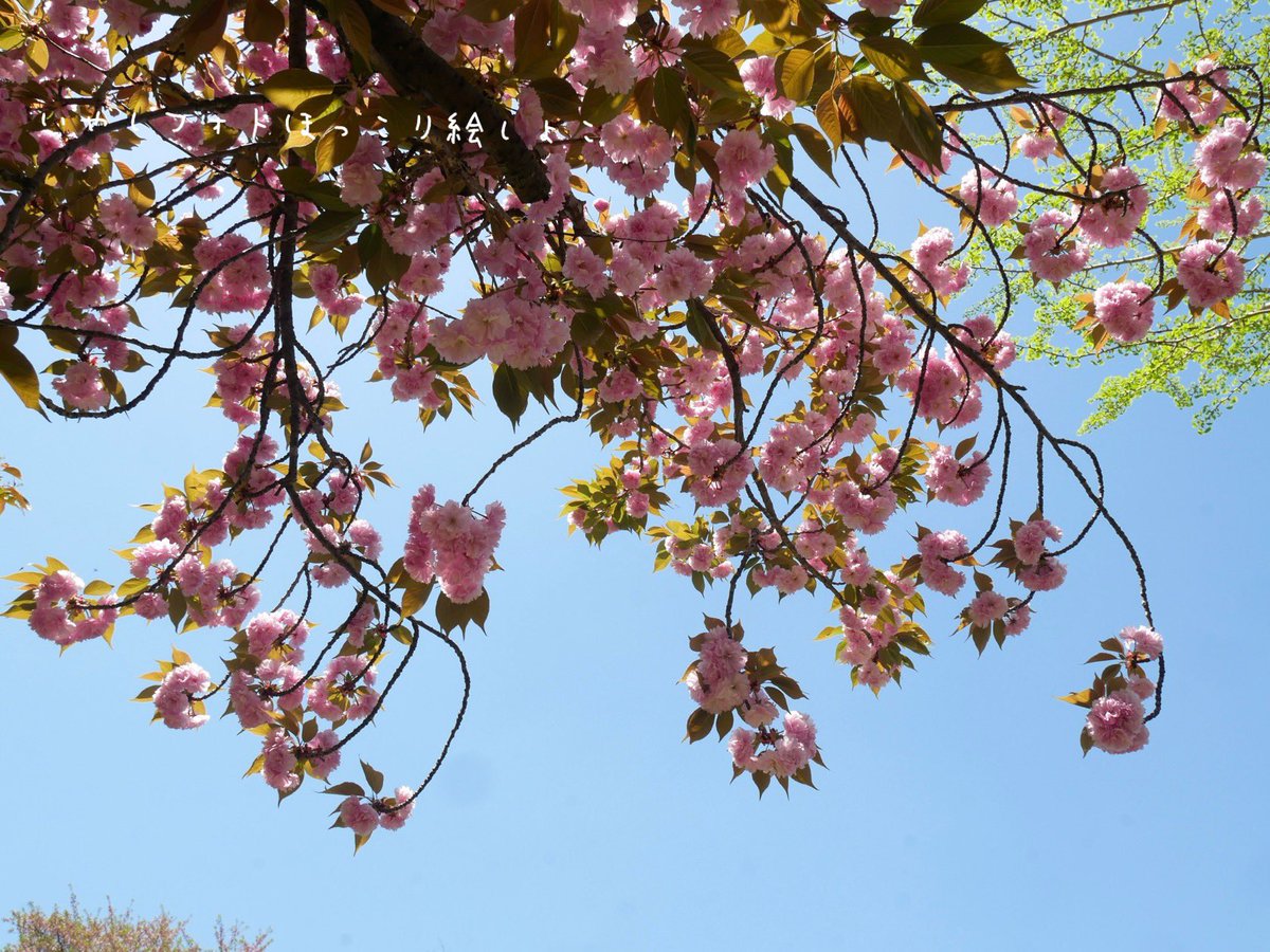 いやしフォト
八重桜
(かんざん)

ひとりひとりいろんな表情なんだあ(๑′ᴗ‵๑)🍃

2024.04.14撮影
いやしフォト
ほっこり絵
SHOCOしょこ
#八重桜
#桜
#春の花
#花の写真
#flower
#naturephotographer
#絵描き