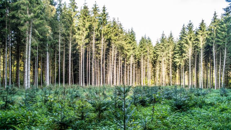 Reforestation, the process of replanting trees in areas where forests have been depleted, is essential for various reasons:

Climate Change Mitigation: Forests play a crucial role in mitigating climate change by absorbing and storing carbon dioxide (CO2) from the atmosphere.