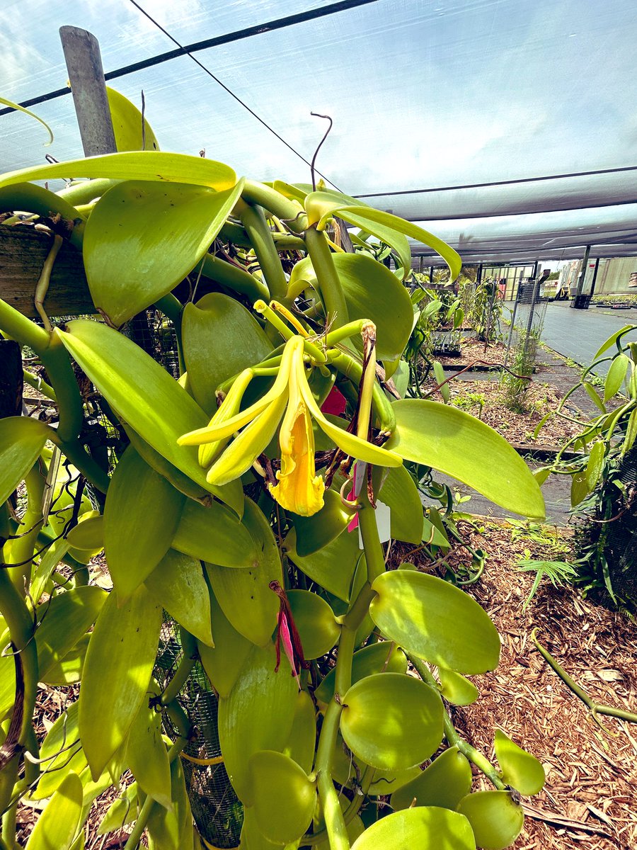 Looking forward to today’s #extension workshop on #Vanilla #Vainilla @UFTropical I will be talking about diseases that are and could affect commercial production in #Florida 🍄🦠🧫🧬 @UFPlantPath @UF_IFAS @IFAS_Extension @FNGLA @freshfromFL @FDACSDPI @USDA_APHIS @APS_Extension