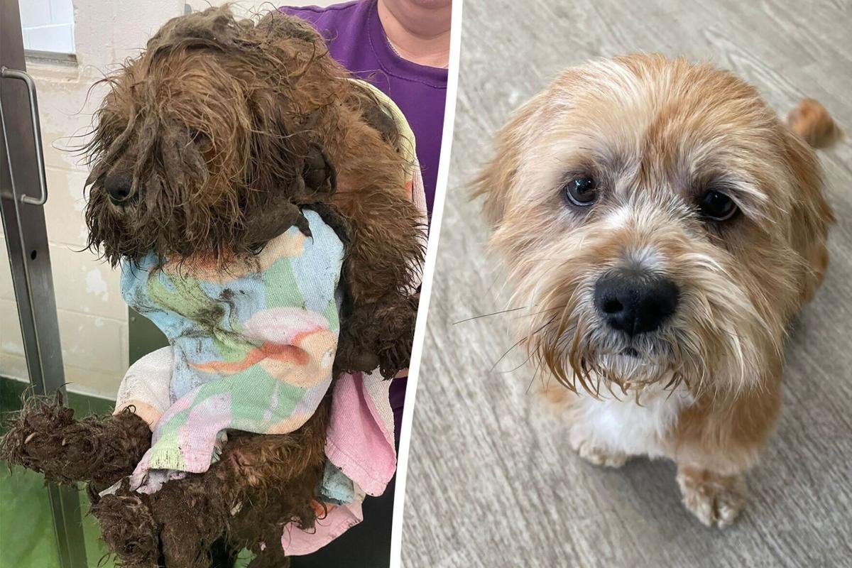 NEGLECTED #DOG OLIVER: Dumped Outside a Dog-Rescue 'Shivering & Terrified' - Is Looking for a NEW HOME! dailystar.co.uk/news/latest-ne… #Wolverhampton #England