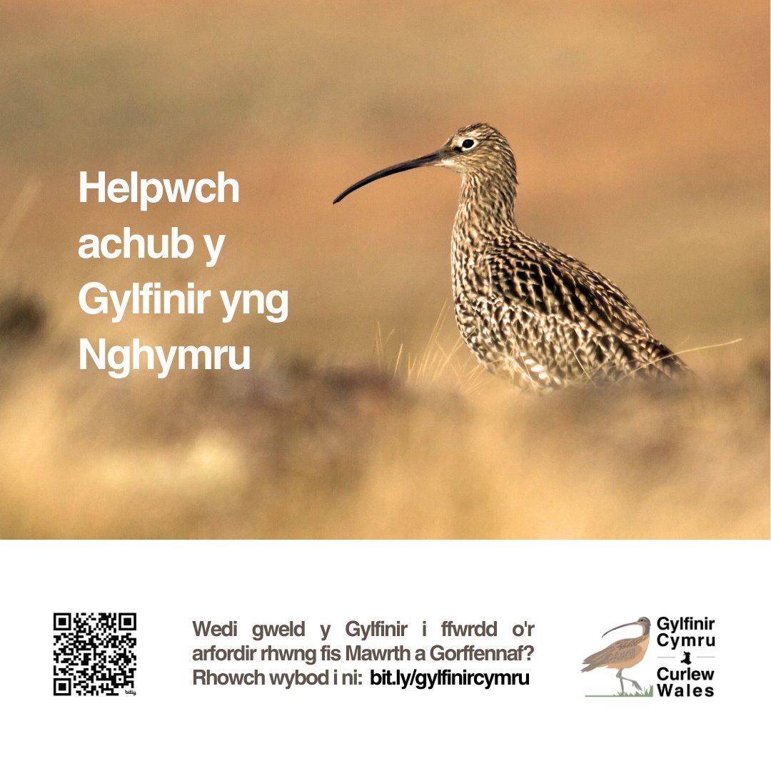 And if you're in #Wales, please submit breeding season information about #Curlew on the portal hosted by @cofnod or, where there are recovery projects, direct to project staff/volunteers curlewwales.org/post/have-you-…