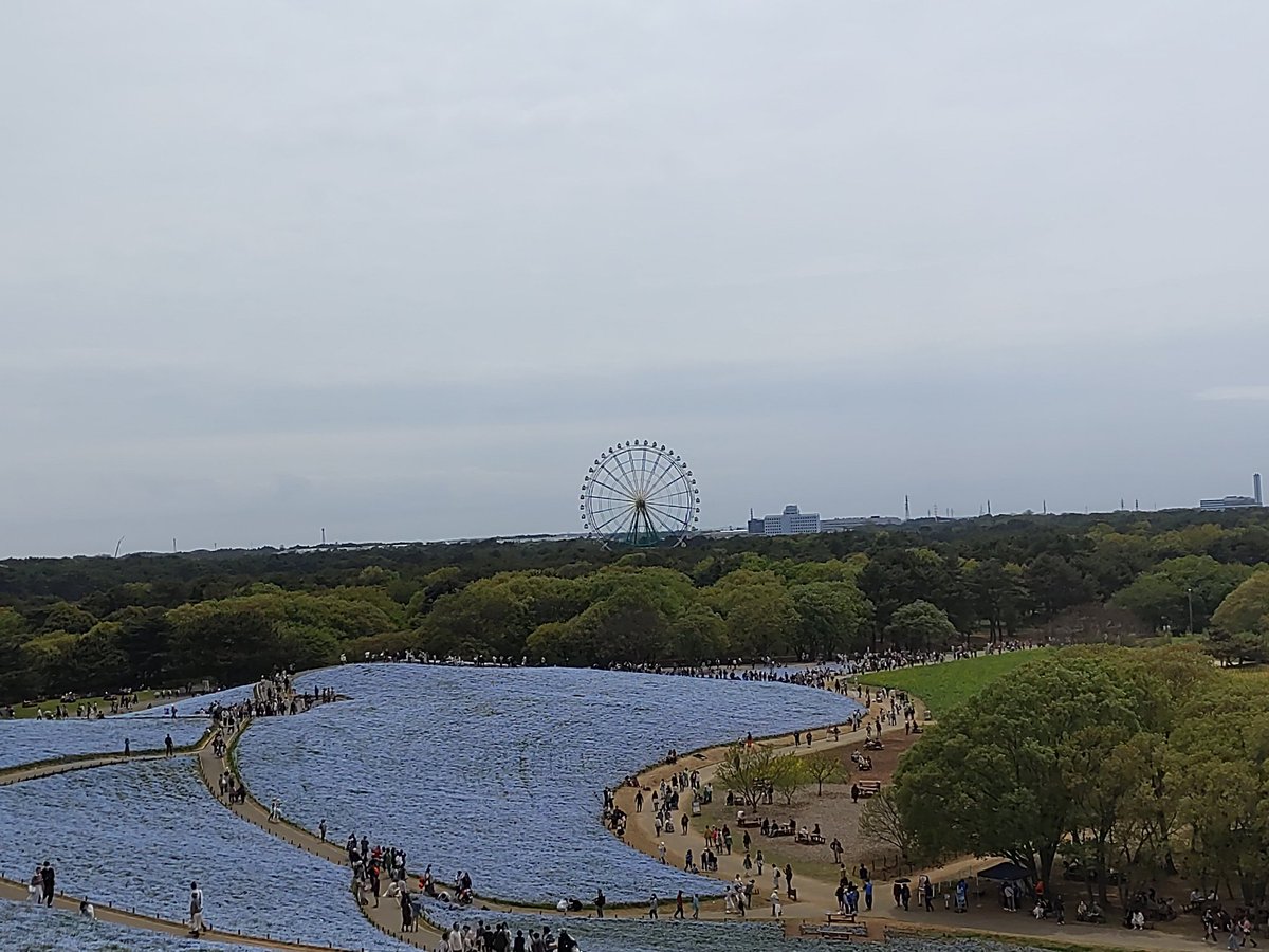 国営ひたち海浜公園のネモフィラ #国営ひたち海浜公園