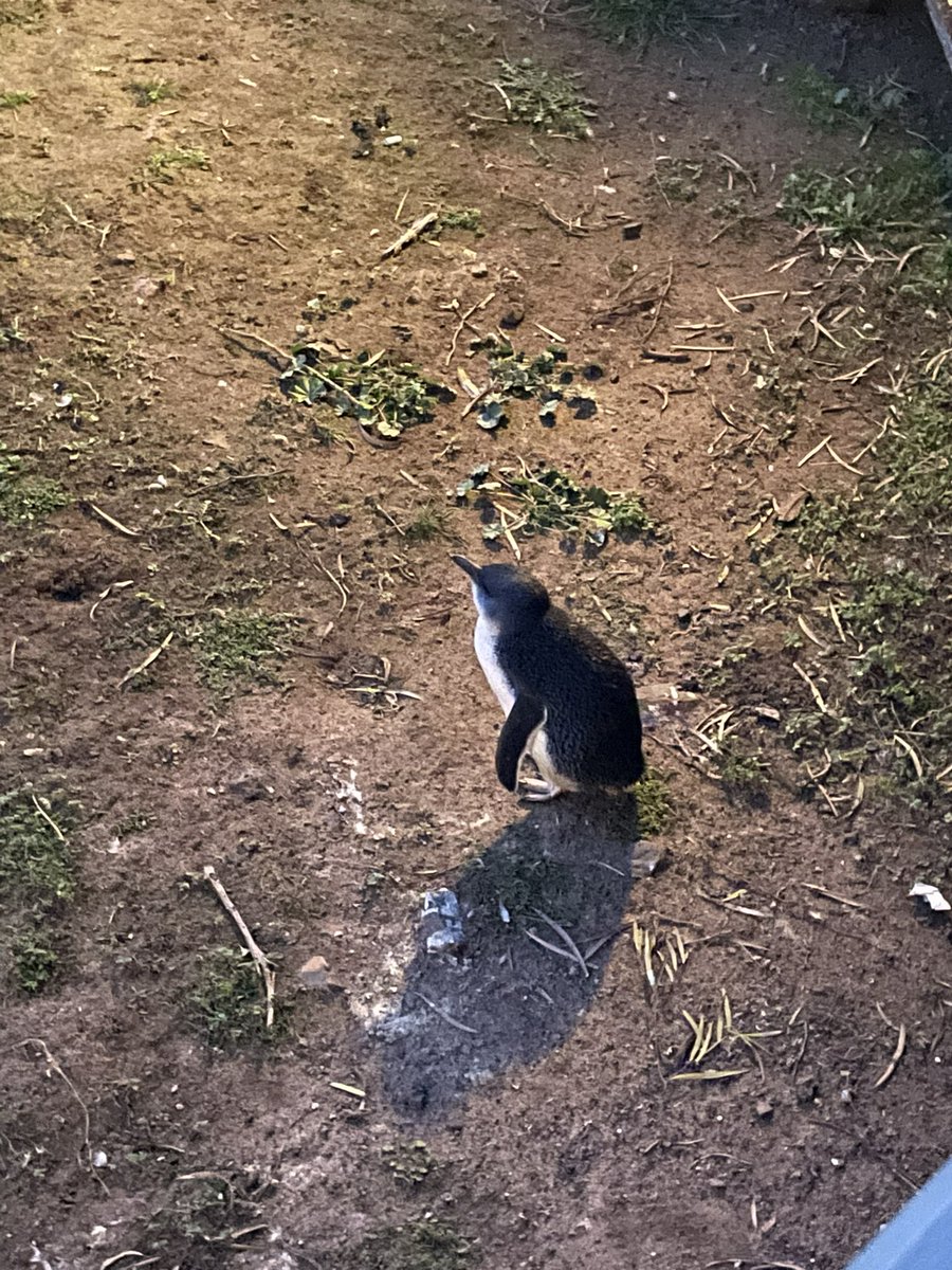 21°C (a warm night for this time of year) to watch the Penguin Parade on Phillip Island.🐧🇦🇺😊 #PenguinParade #PhillipIsland