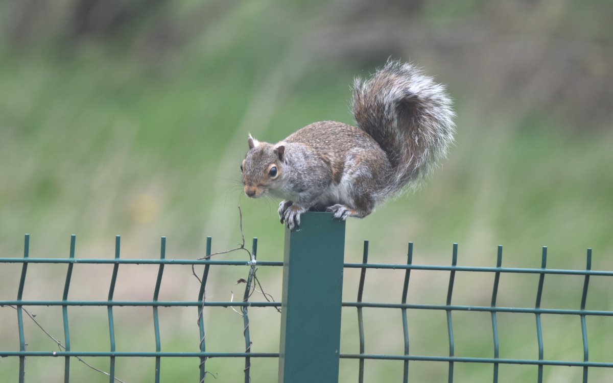stuartmfoster's tweet photo. squirell running along the fence out back the other day.
#squirrel #nature #wildlife #lincolnshire https://t.co/CXSFblmNA9