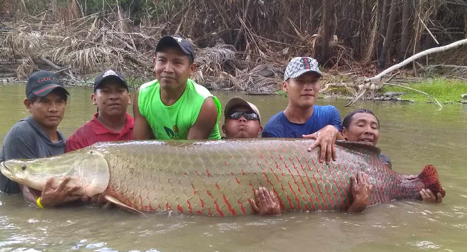 Due to very low water levels in Guyana, local people have been moving massive fish, called Arapaima, from drying ponds to rivers and lakes, to save them. This is grass roots conservation action at work! See fascinating videos: facebook.com/reel/110474997…