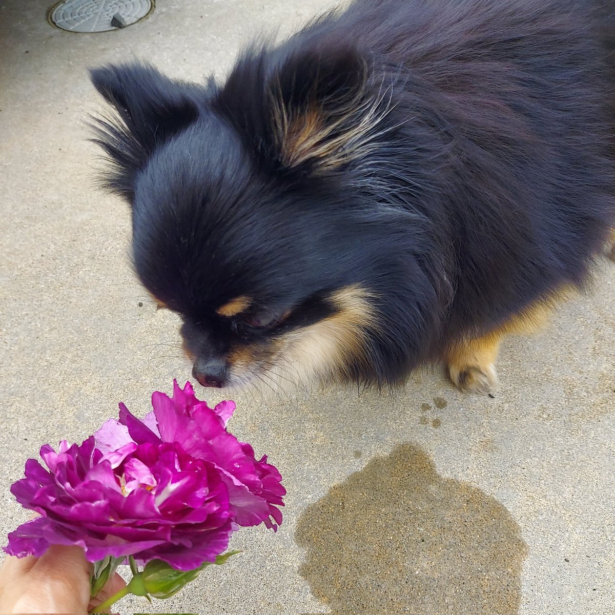 ラ・パリジェンヌ🌹
初！真夜🌹
ミステリューズ🌹
とりあえず匂ってみるコマさん🐶
#薔薇　#ガーデニング　#犬