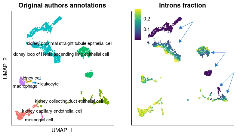 We realized that, if we study the distribution of intronic content in cell atlases @cellxgene @humancellatlas AFTER traditional QC as the authors did, we end up with some cell types dividing in two different clusters, one with null and the other with high intronic content.
4/10