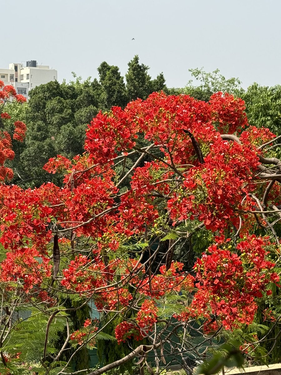 गुलाबी दोपहर और गुलमोहर