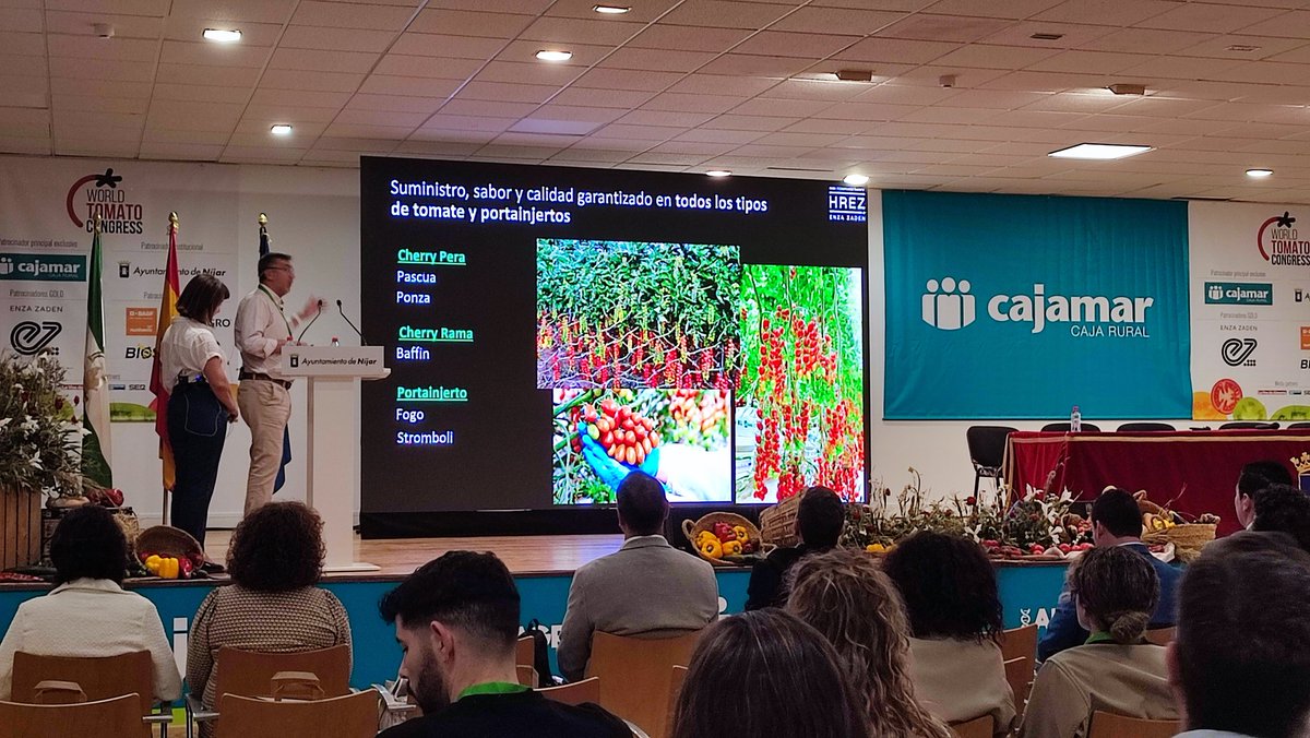 RevistaMercados's tweet image. Carlos Herrerías @enzazaden presenta las variedades con alta resistencia al #rugos en 🍅 y su gen #HEZ para España que ya están en mercado e insiste en la necesidad de contar también con un portainjertos con alta resistencia. @tomatocongress