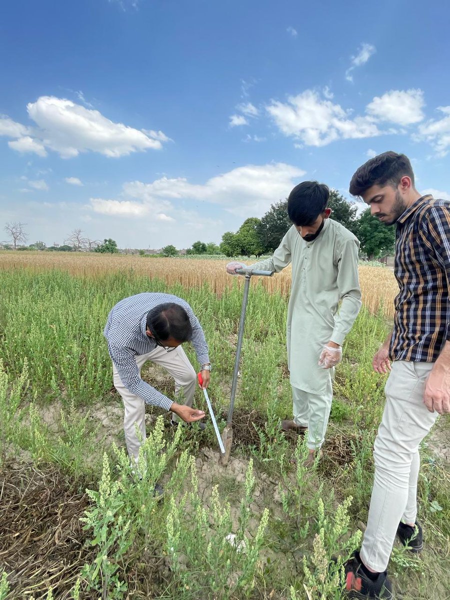 Harvesting and soil sampling our wheat-legume living labs under @Leguminose_EU project! #Cereal #Legume #Intercropping #SoilHealth #SustainableAgriculture #H2020 #EuropeanCommission @IntercropVALUES @DagriUnifi @PathanShamina