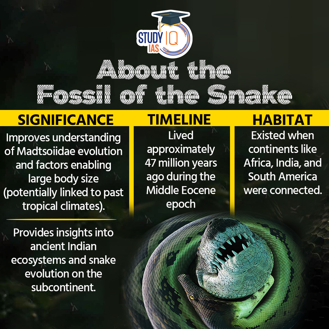 Fossils of Prehistoric Snake Found #prehistoricsnakefound #iit #roorkee #mineskutch #gujarat #india #vasuki #giantsnakes #africa #southamerica #ancientindia #indianecosystems #upsc #cse #currentaffairs #dailycurrentaffairs