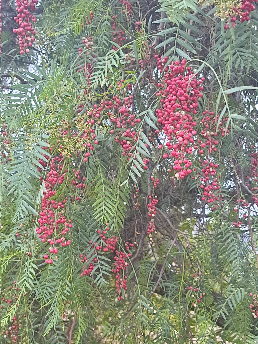 ¿Han visto estos racimos tan bonitos?¿Conocen el molle? Un árbol andino con una historia interesante.