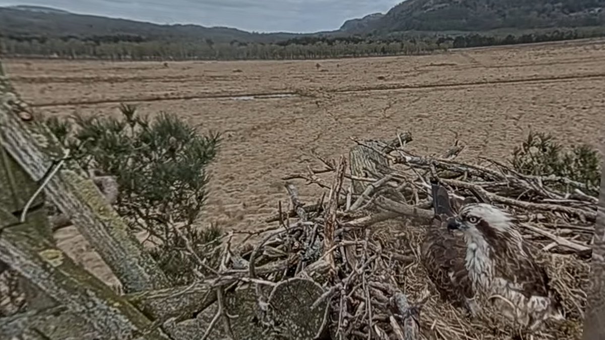 A watchful Mrs Osp on day nine of incubation.  It usually takes 37 days per egg, so the first chick could appear on 22 May.