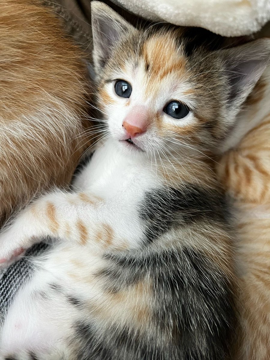 Merhabalar , bir aylık , 2dişi 2erkek bu minnoşların acil sahiplendirilmesi gerekiyo. Sağlıklılar, iyi durumdalar şuan ama kaldıkları evde daha fazla kalamicaklar. Katı mama yemeye başladılar. İstanbuldalar. Yuva olmak isteyen çıkar mı? 😌 @nesliko @minkominkom #satınalmasahiplen