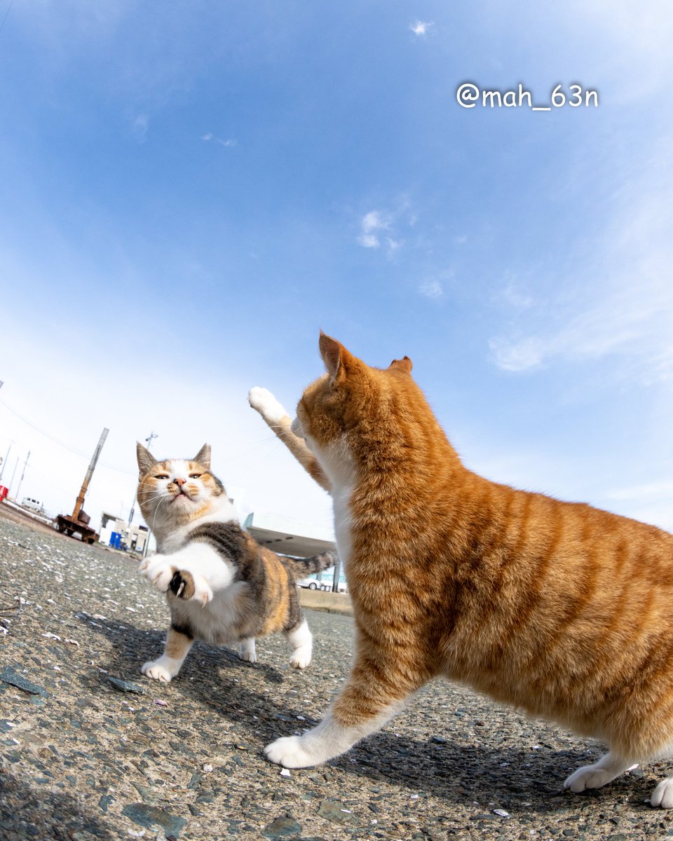 ハイタッチ(*´∀｀)人(´∇｀)
#猫 #ねこ #猫写真 #cat
#東京カメラ部