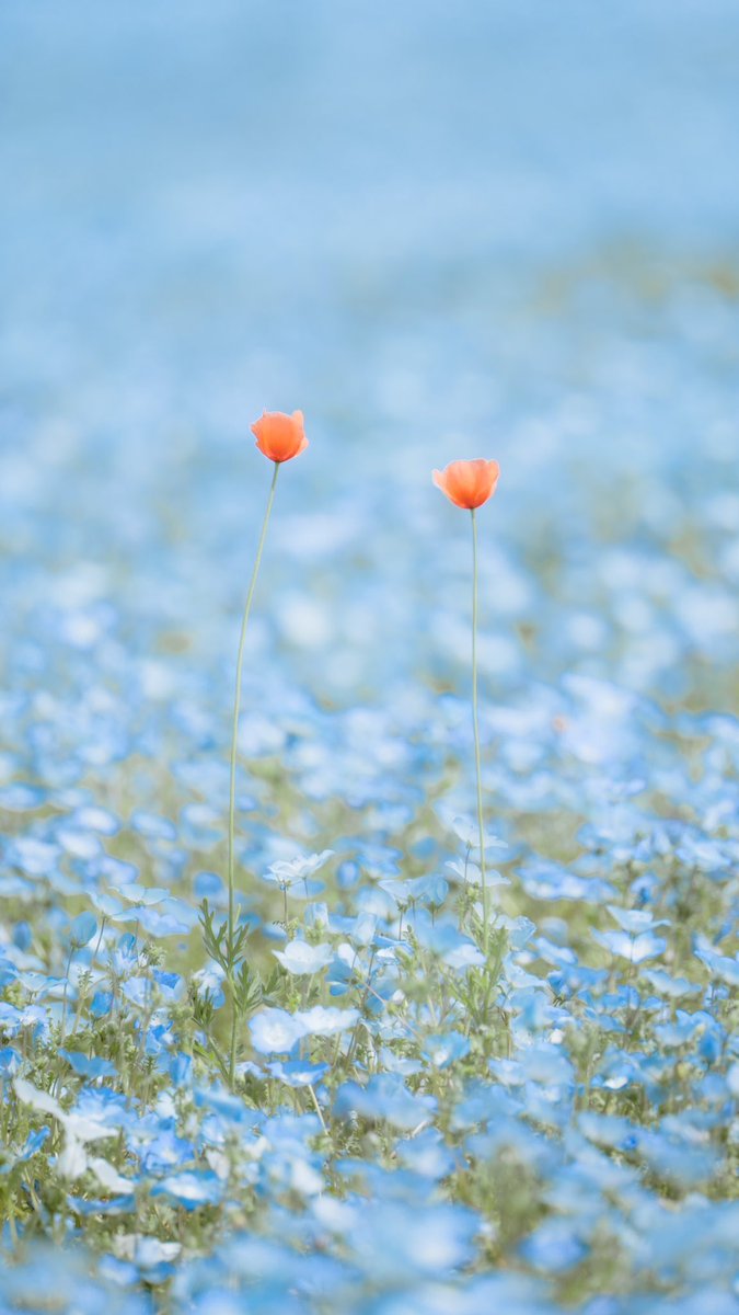 青い海に咲く二輪の花。

#写真好きな人と繋がりたい
 #カメラ好きな人と繋がりたい 
#ファインダー越しの私の世界
 #キリトリセカイ #東京カメラ部 #photography