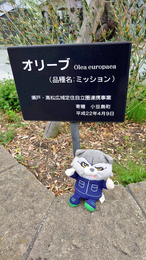 本日は2階からー🙌
駅前のオリーブの品種名がミッションで、思わず食いついてしまった🤣
#MWAM
#FUNWITHAMISSIONTOUR
#高松