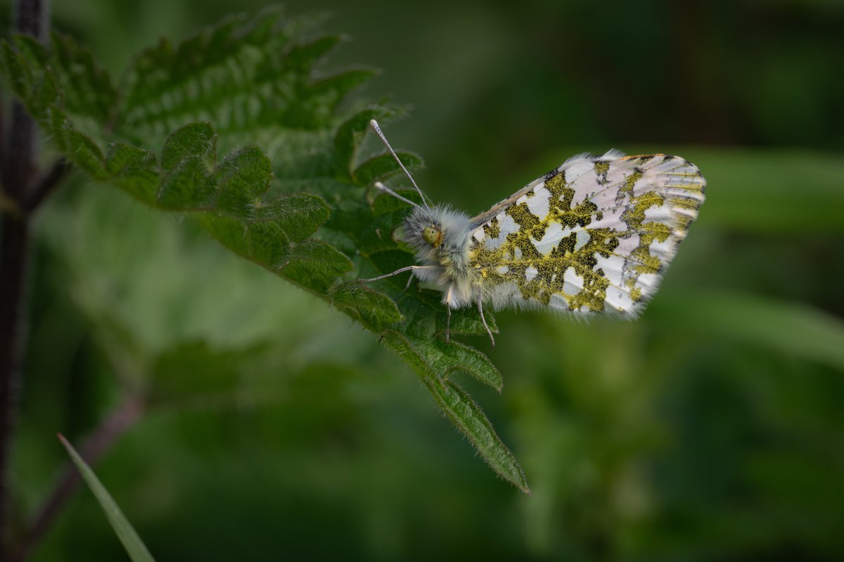 Male Orange-tip looking as handsome as ever…
#photography #photo #photooftheday #Sony #macrophotography #ThePhotoHour #nature #NaturePhotography #naturelovers #wildlife #WildlifePhotography #Butterflies #OrangeTip #April2024