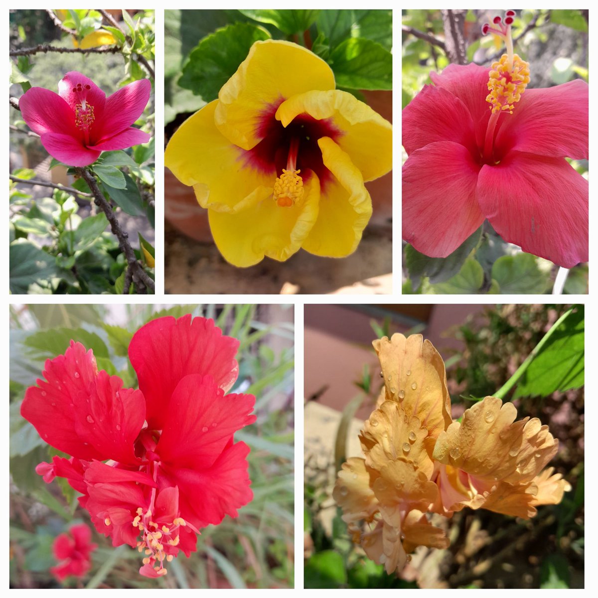 Flowers from our rooftop garden 23.4.24 ii