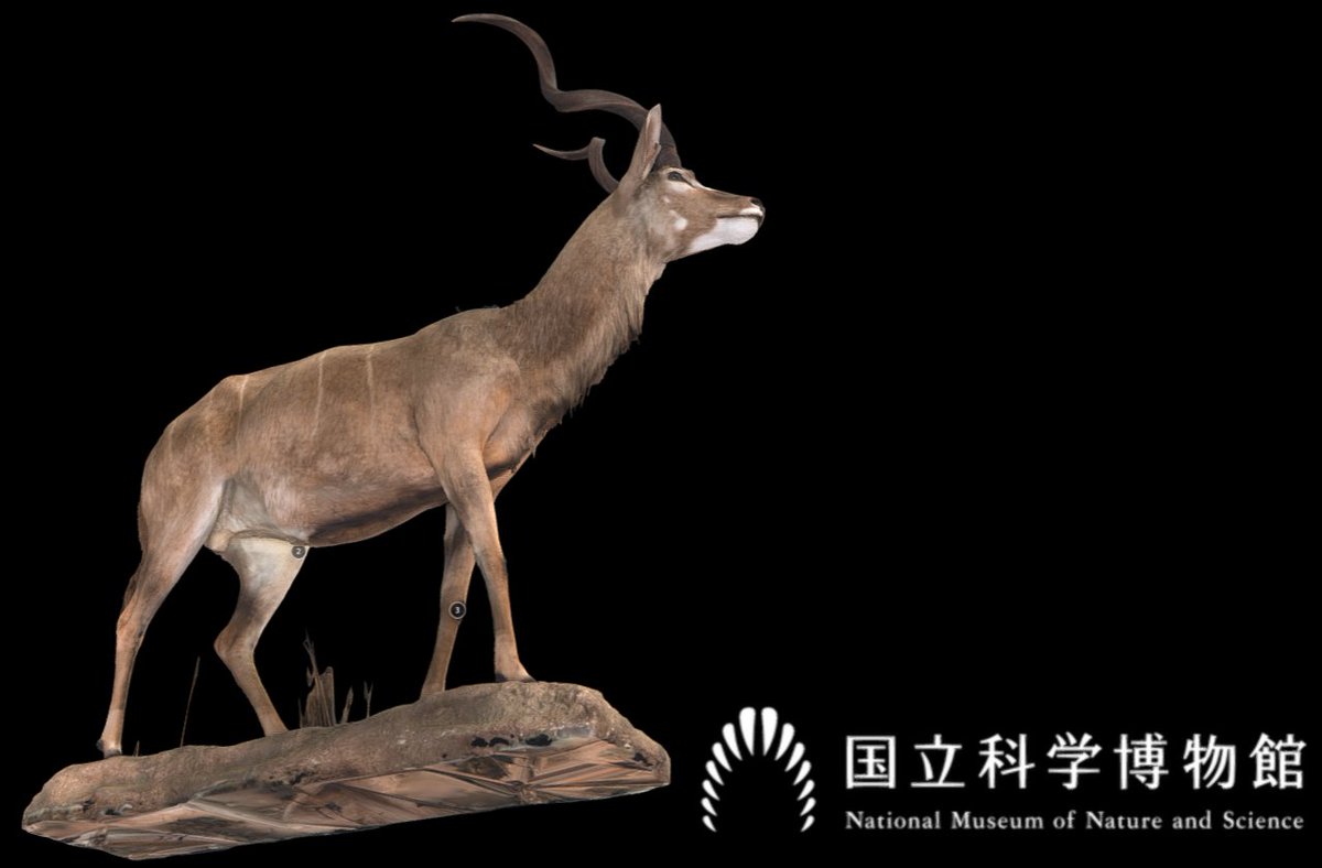 🦌 剥製3Dデジタル図鑑を更新🦓 当館ではヨシモトコレクションの3D