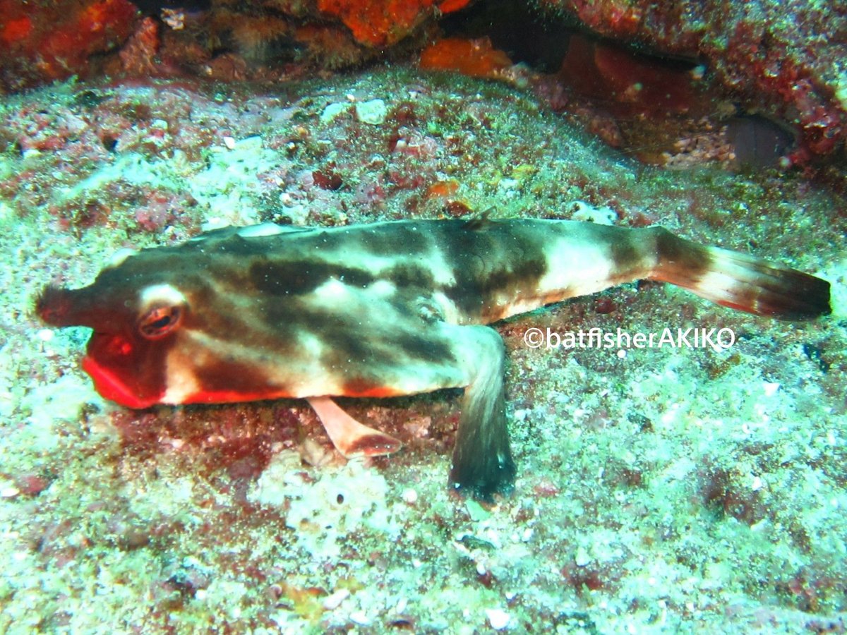 batfisherAKIKO's tweet photo. 不満げでぶつくさ言ってそうなガラパゴスバットフィッシュ(とてもかわいい)
#Galapagos
#ガラパゴス諸島
#GalapagosBatfish
#ガラパゴスバットフィッシュ
#RedLippedBatfish
#レッドリップトバットフィッシュ
#バットフィッシュ
#ScubaDiving
#ダイビング https://t.co/6JvUcR2hwk