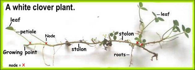 #Microclover is a plant that produces stolons so that it can spread itself evenly in the turf. This means it is good for closing bare spots quickly, which reduces the chance that weeds can be established and you don’t need to spend so much time on weed control and herbicides🍀🌍