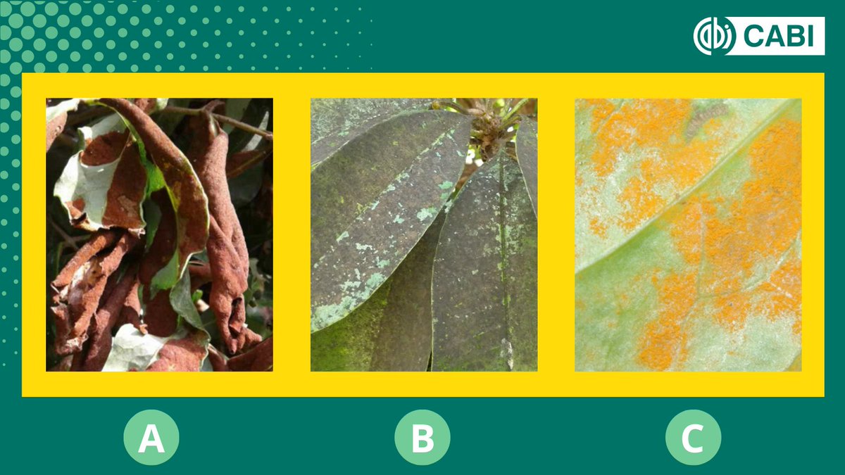 𝗦𝗽𝗼𝘁 𝘁𝗵𝗲 𝗽𝗹𝗮𝗻𝘁 𝗱𝗶𝘀𝗲𝗮𝘀𝗲! Which image shows leaf distortion? 🤔💡 A, B or C? Answer below! Level up your skills with our Crop Pest Diagnosis course on CABI Academy! 👉 academy.cabi.org