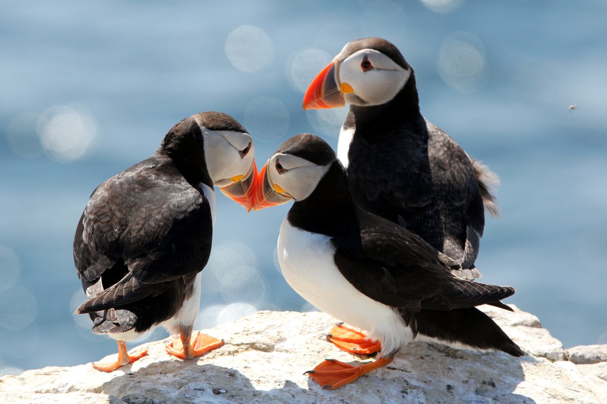 WildlifeTrustSWWales 🦡🐬 (@wtsww) on Twitter photo Lights, camera, action! 🎥
Our Skomer Island Colony Cam is now LIVE and available to watch 24 hours a day! Thank you to all who donated to our Skomer Island Webcam Appeal for making this possible!
👉Watch Skomer's seabirds and seals: youtube.com/live/hLfa-TCv_…
#Skomer #Puffin Lights, camera, action! 🎥
Our Skomer Island Colony Cam is now LIVE and available to watch 24 hours a day! Thank you to all who donated to our Skomer Island Webcam Appeal for making this possible!
👉Watch Skomer's seabirds and seals: youtube.com/live/hLfa-TCv_…
#Skomer #Puffin