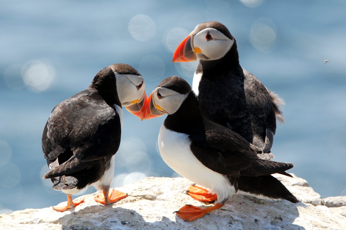 Lights, camera, action! 🎥 Our Skomer Island Colony Cam is now LIVE and available to watch 24 hours a day! Thank you to all who donated to our Skomer Island Webcam Appeal for making this possible! 👉Watch Skomer's seabirds and seals: youtube.com/live/hLfa-TCv_… #Skomer #Puffin