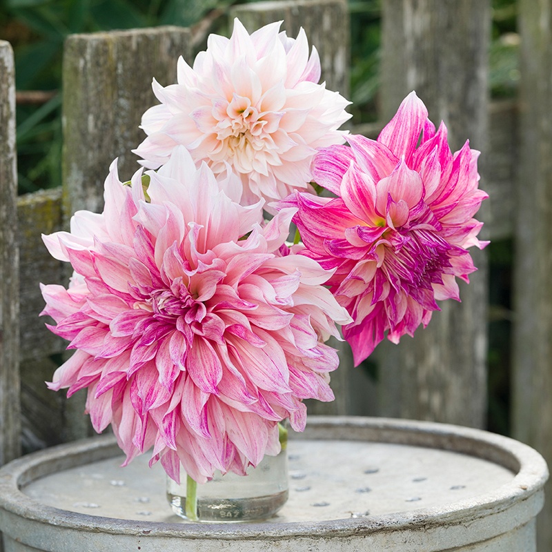 Forget apples, a dahlia a day keeps the doctor away, we say! 🌺 Our dahlia spotlight today is Cafe au Lait Royal. A simply gorgeous variety with large creamy blooms. BOGOF across our range of dahlia tubers - this #DahliaWeek only while stocks last! 🌸 mr-fothergills.co.uk/collections/da…