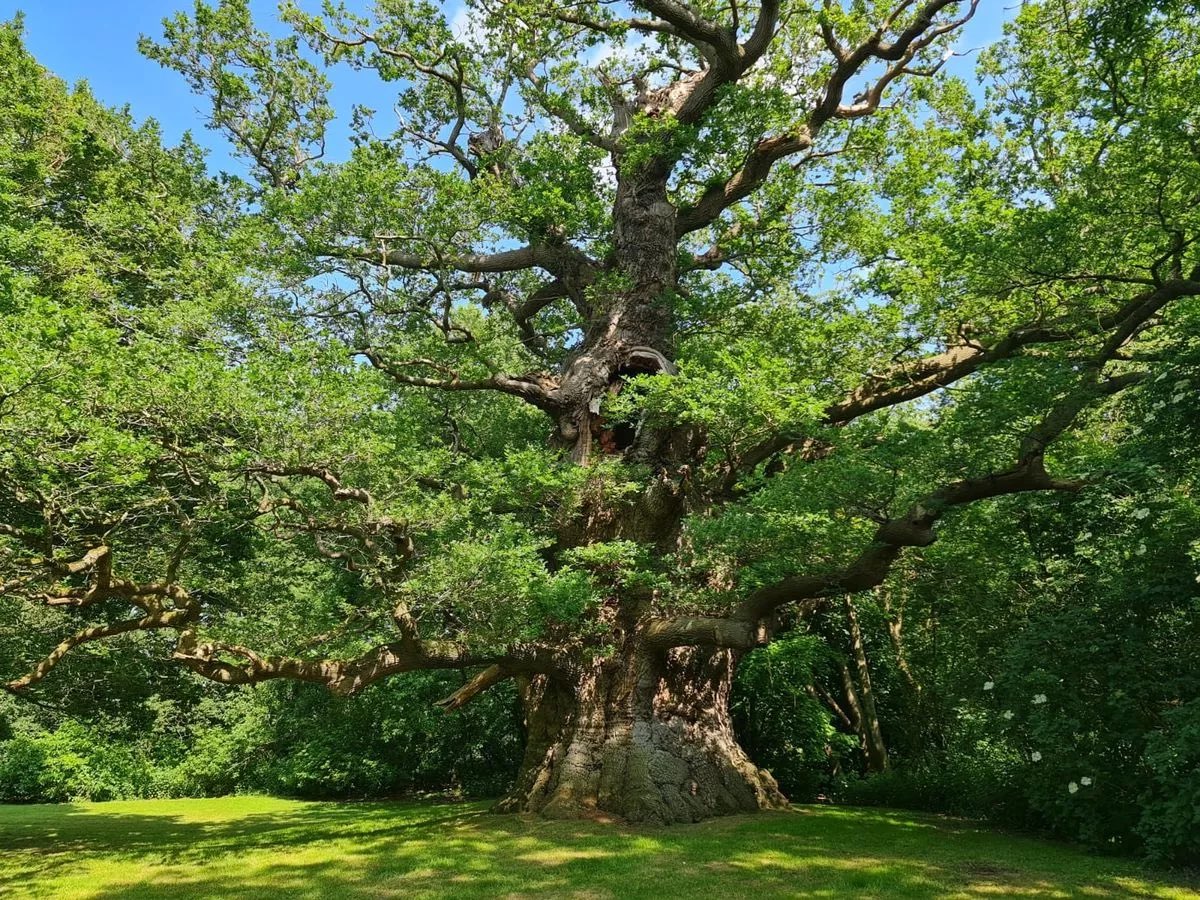 Happy Saint George’s Day from the most English of trees, Majesty the oak 🫡🌳