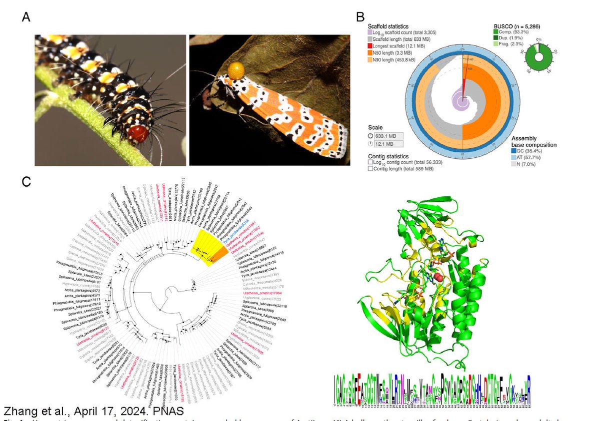 We sequenced a reference genome of the Bella Moth and identified potential genes responsible for detoxification of alkaloids. Some of them showed duplication, suggesting that they may have co-evolved with Crotalaria-feeding. Part 1 of 6, @PNASNews