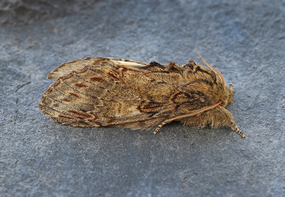 Only 16 moths of 10 species in two MV traps last night in St Mellion. Dyseriocrania subpurpurella was new for the garden (assuming it is one as it has orange spots rather than purple!). Also, Garden Carpet, plus Frosted Green, Common Marbled Carpet, Great Prominent, 4 Muslin Moth