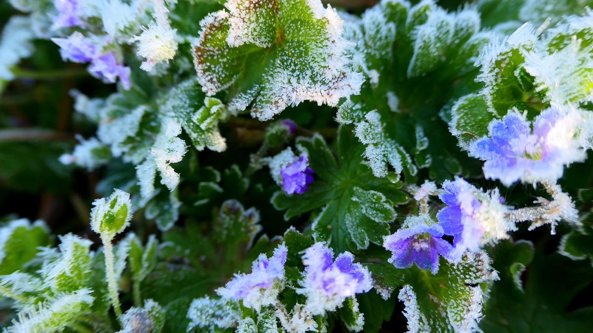 Meteovilles's tweet photo. 🌸🥶 Fleurs givrées ce matin du mardi 23 avril 2024 sur la commune de #Lerrain dans les #Vosges par une température de -2°C à l'aube. (photos pour https://t.co/OR2GH8emq1) https://t.co/pRis8ziM1z