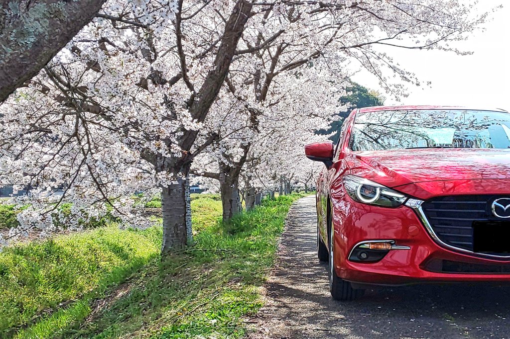 #見た人は無言で去年の4月の写真を貼る
#桜と愛車 
#MAZDA #withmazda