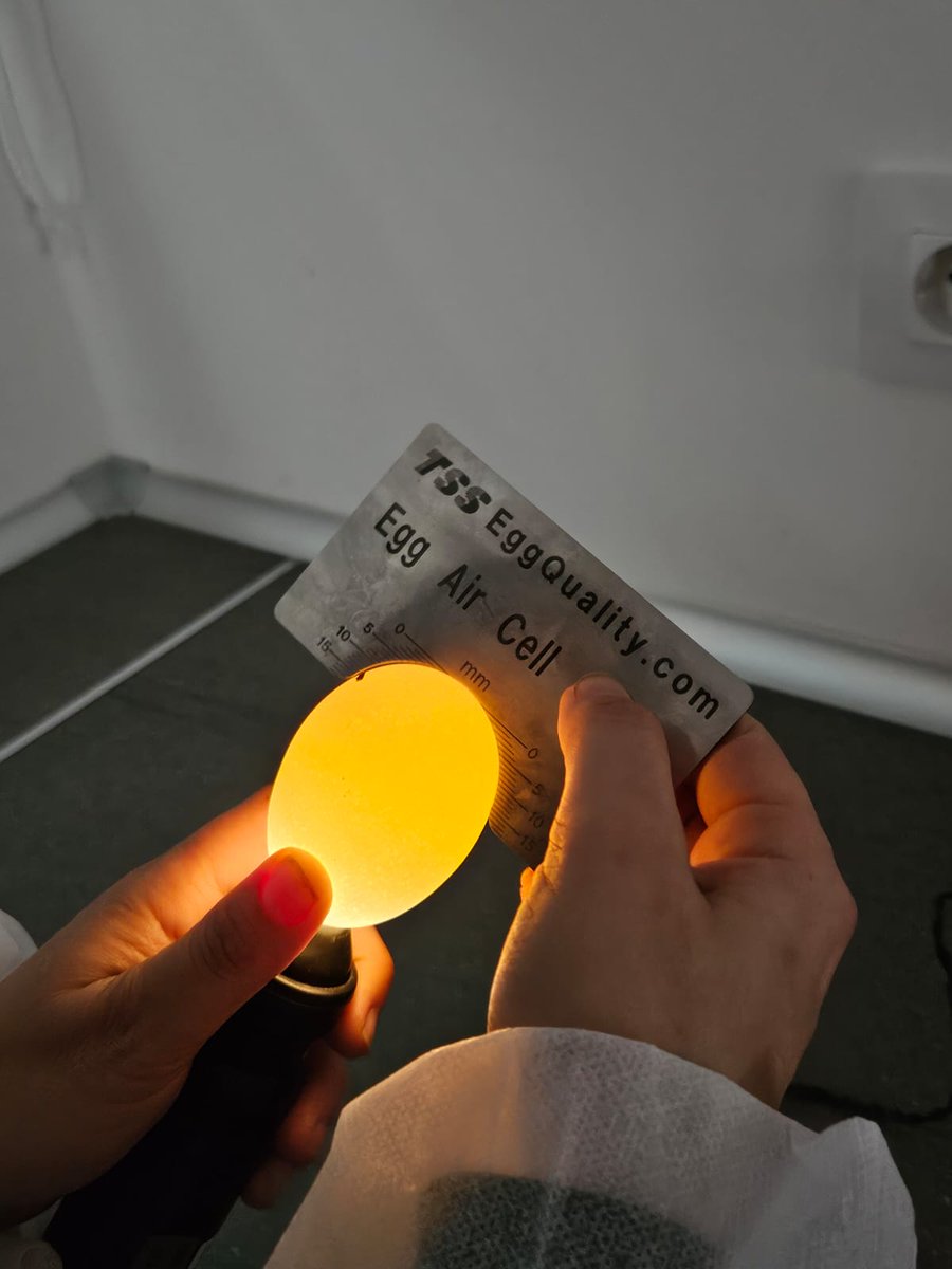 GOFuntrapa's tweet photo. Además del peso, hay muchos controles a realizar con los huevos🥚dentro de las tareas que desarrolla Pazo de Vilane en el Grupo Operativo Funtrapa. Os dejamos unas imágenes frescas del laboratorio👩🔬
🤝@FEUGA_20 | @UniversidadeUSC | @PazodeVilane | #prodeme https://t.co/TIZftuqKvP