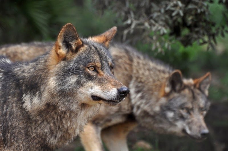 Ecologistas en Acción animamos a los grupos parlamentarios a que voten en el @Congreso_Es en contra de la propuesta de desprotección del lobo presentada por el PP.   

Porque queremos #VivirConLobos, queremos un #LoboProtegido.