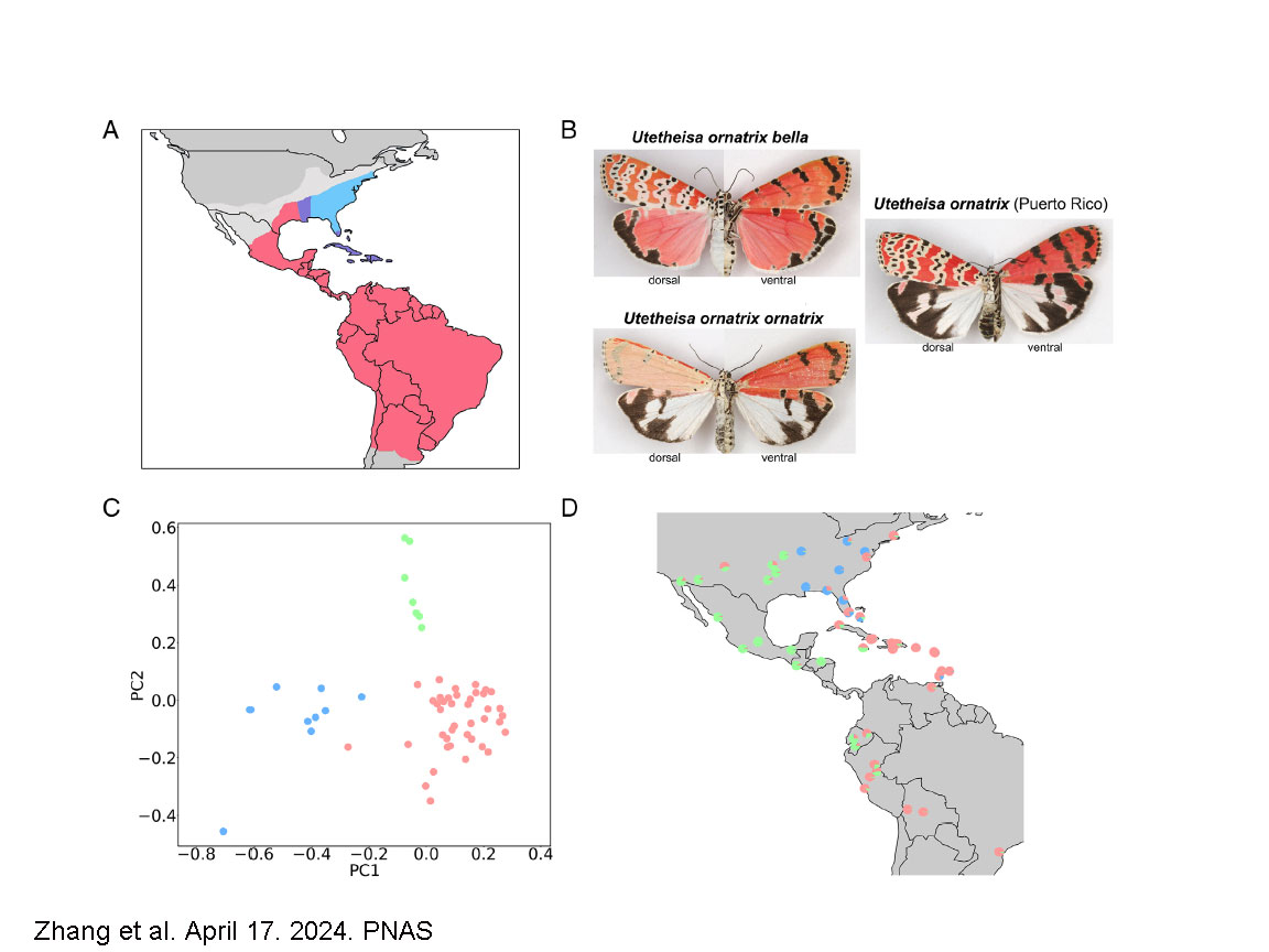 We described population structure of the Bella Moth and found that morphology and genetics do not always match. We also found that there are two pathways by which Bella Moth migrates to North America, forming fluid hybrid zones in the process. Part 4 of 6