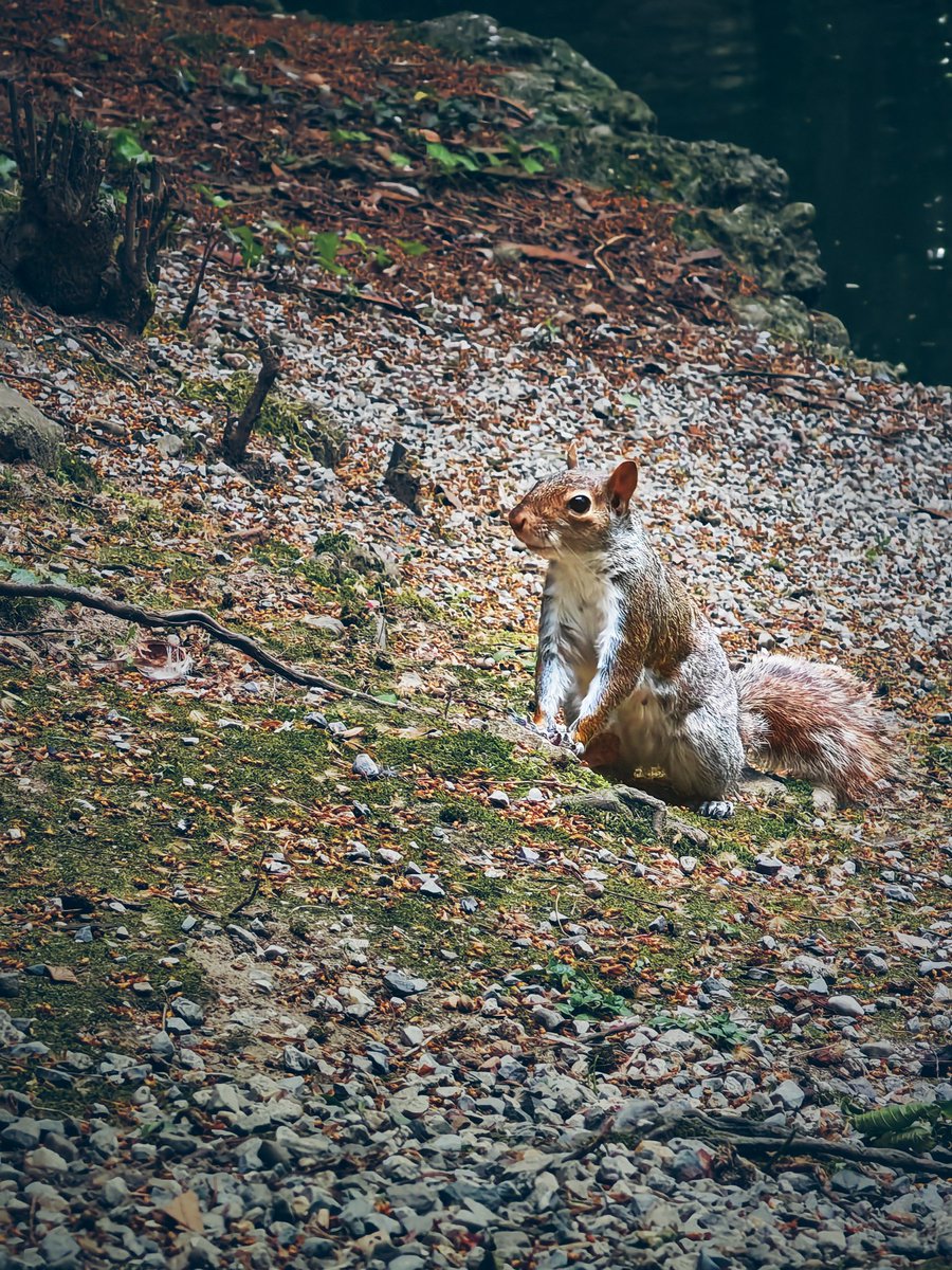 AD_Fotografo_'s tweet image. 🐿️ 📷 HONOR Magic5 Pro
#squirrel #ShotOnHONOR #HONORMagic5Pro #scoiattolo #Monza