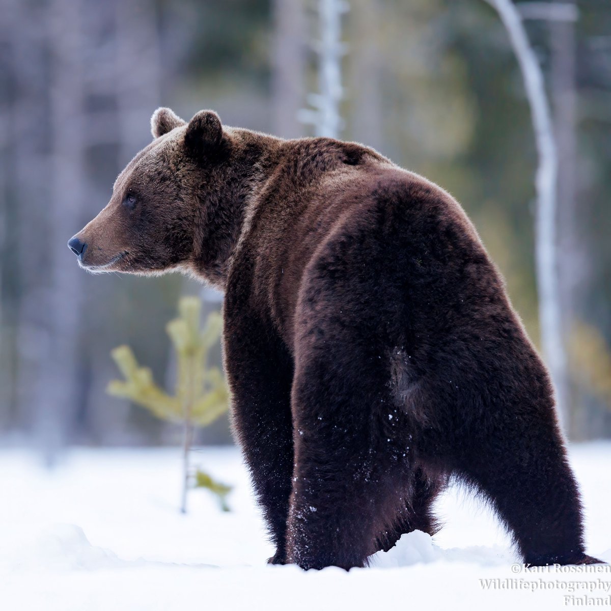 Kevät aamun nuori karhu. #bear #spring #morning